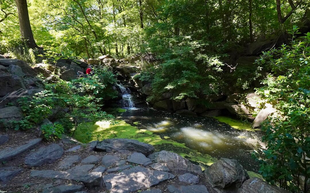 Blackroot Pool, Sutton Park: The Complete Visitor Guide