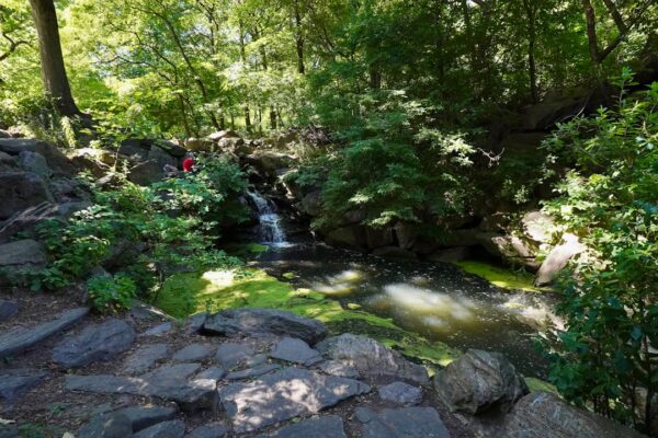 Blackroot Pool, Sutton Park: The Complete Visitor Guide