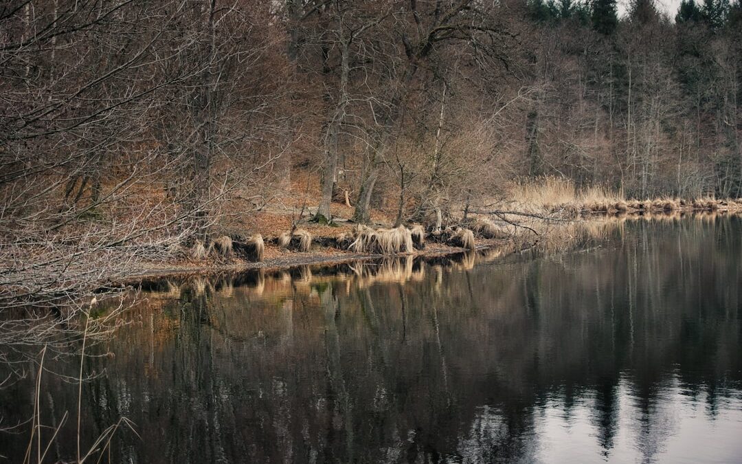 Bracebridge Pool, Sutton Park: History, Wildlife and Walking