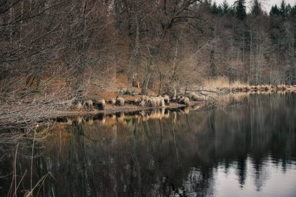 Bracebridge Pool, Sutton Park: History, Wildlife and Walking