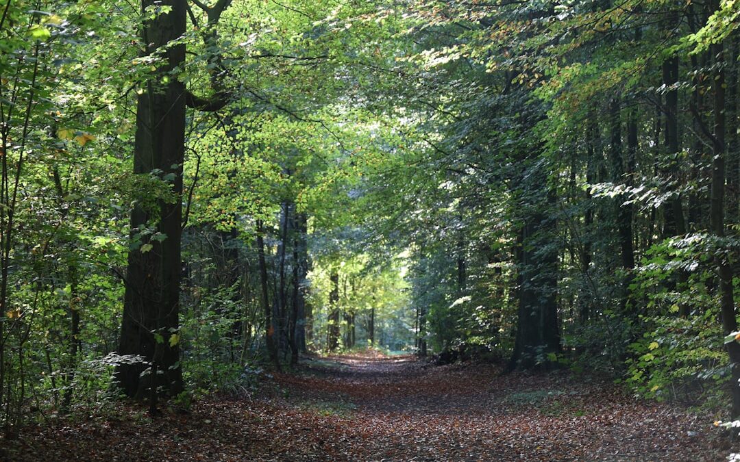 The Morse Code Walk: Following the Great British Walk Through Sutton Park